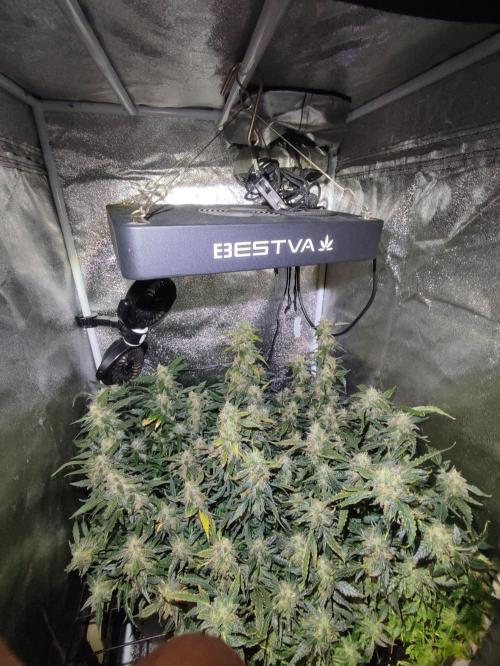 Frosted guava vs Lemon Cherry Gelato. Week 12