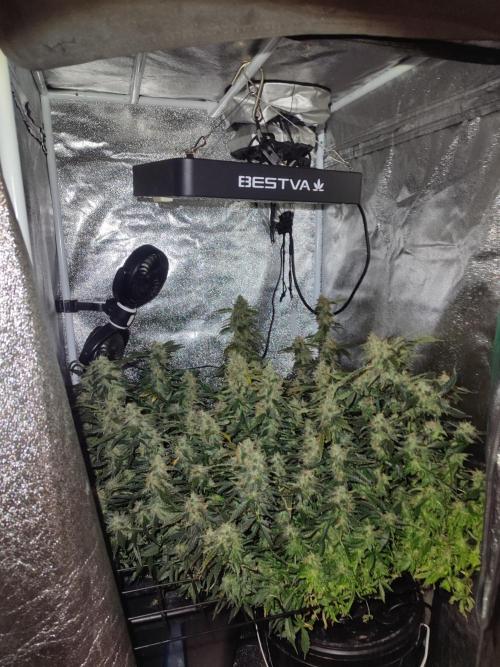 Frosted guava vs Lemon Cherry Gelato. Week 12