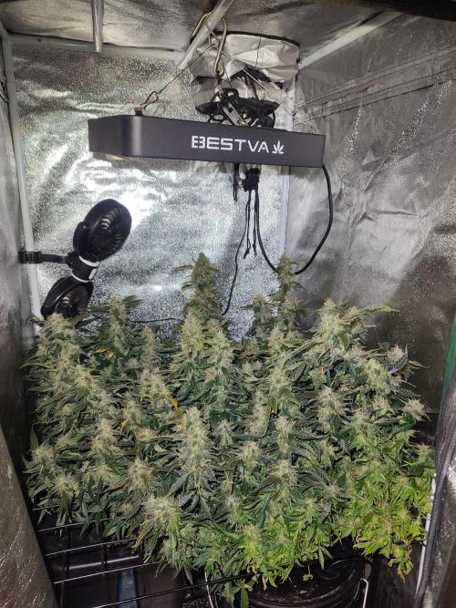 Frosted guava vs Lemon Cherry Gelato. Week 12