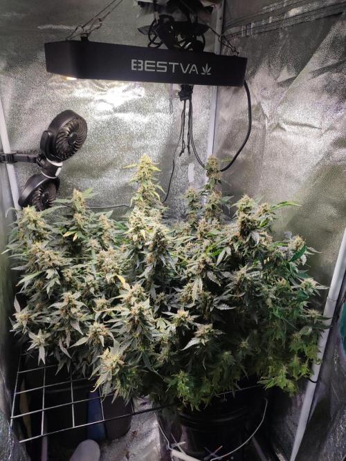 Frosted guava vs Lemon Cherry Gelato. Week 12