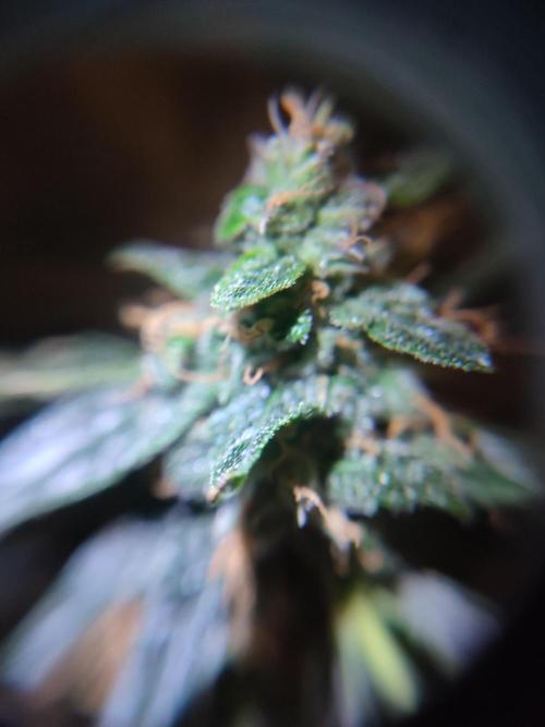 Frosted guava vs Lemon Cherry Gelato. Week 12