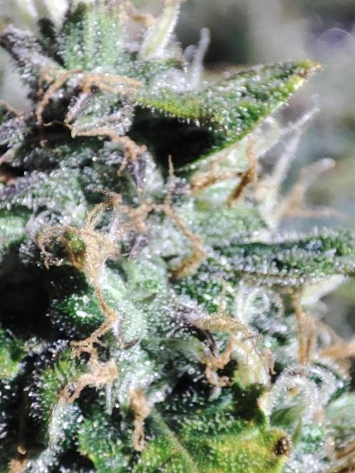 Frosted guava vs Lemon Cherry Gelato. Week 12