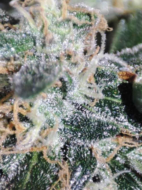 Frosted guava vs Lemon Cherry Gelato. Week 12