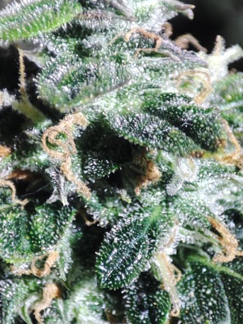 Frosted guava vs Lemon Cherry Gelato. Week 12