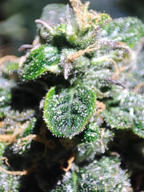Frosted guava vs Lemon Cherry Gelato. Week 12