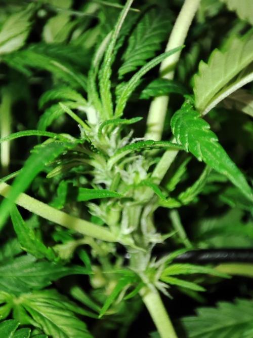Hydro Aero French Eternity Grow Cup 2026. Week 7 -  jour 43