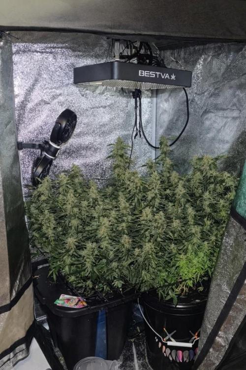Frosted guava vs Lemon Cherry Gelato. Week 12