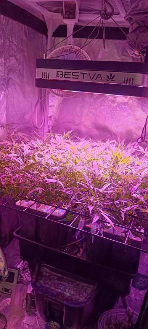 Hydro Aero French Eternity Grow Cup 2026. Week 7 - Jour 44