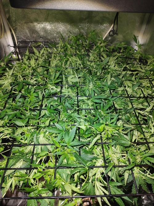 Hydro Aero French Eternity Grow Cup 2026. Week 7 - Jour 45 