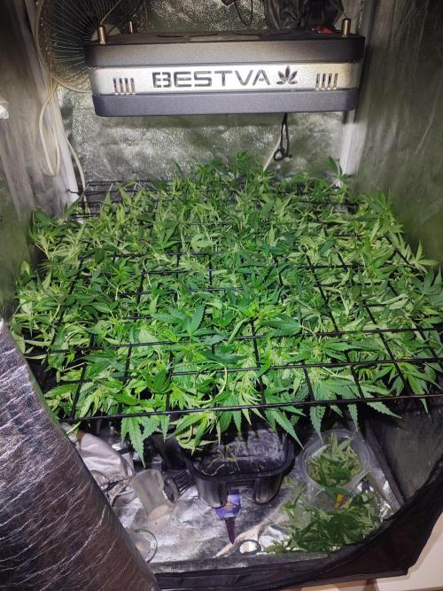 Hydro Aero French Eternity Grow Cup 2026. Week 7 - Jour 45