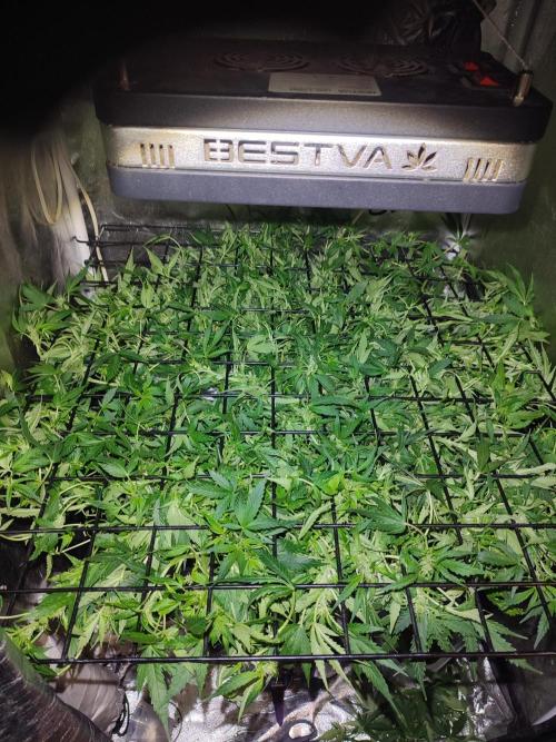 Hydro Aero French Eternity Grow Cup 2026. Week 7 - Jour 45