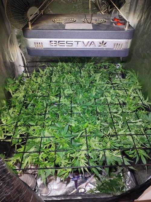 Hydro Aero French Eternity Grow Cup 2026. Week 7 - Jour 45