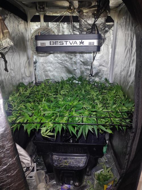 Hydro Aero French Eternity Grow Cup 2026. Week 7 - Jour 45