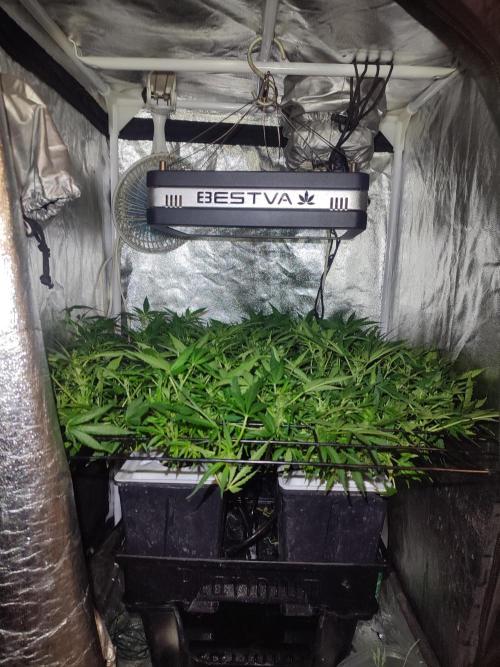 Hydro Aero French Eternity Grow Cup 2026. Week 7 - Jour 45