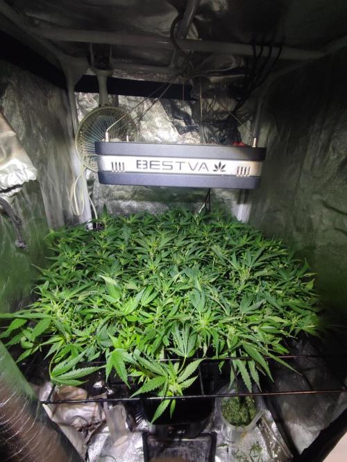Hydro Aero French Eternity Grow Cup 2026. Week 7 - jour 45