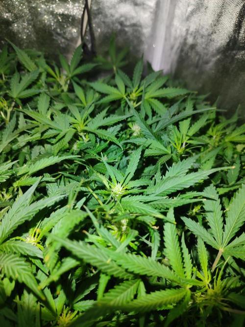 Hydro Aero French Eternity Grow Cup 2026. Week 7 - jour 45