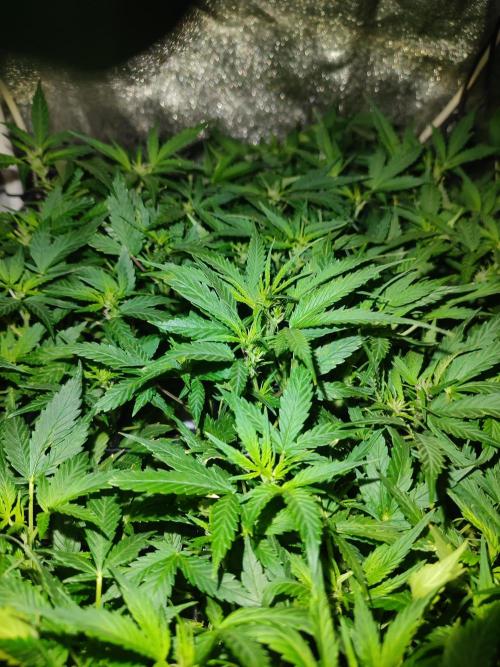 Hydro Aero French Eternity Grow Cup 2026. Week 7 - Jour 45