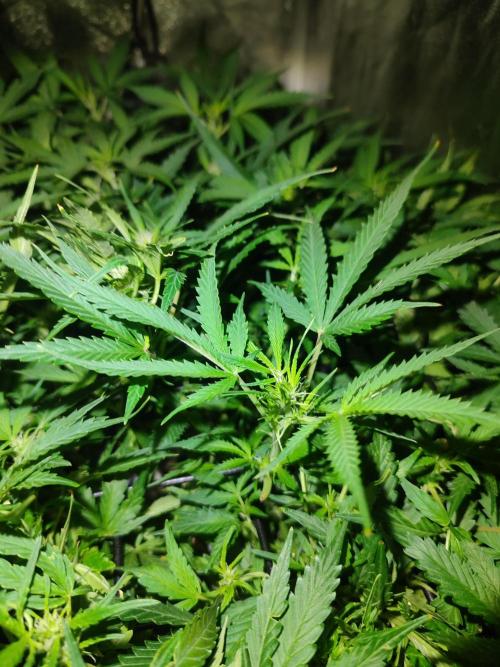 Hydro Aero French Eternity Grow Cup 2026. Week 7 - Jour 45