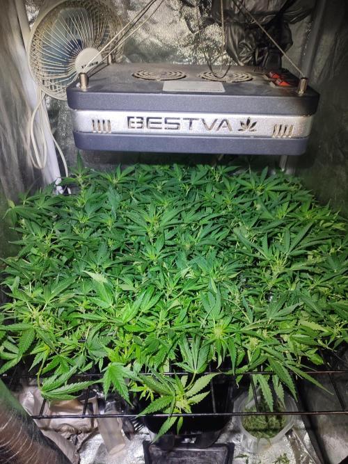 Hydro Aero French Eternity Grow Cup 2026. Week 7 - Jour 45