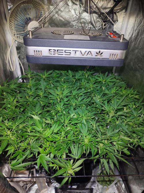 Hydro Aero French Eternity Grow Cup 2026. Week 7 - Jour 45