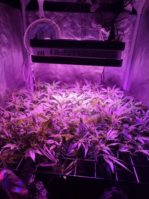 Hydro Aero French Eternity Grow Cup 2026. Week 7 - Jour 45