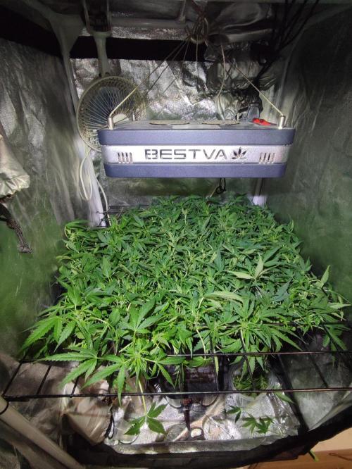 Hydro Aero French Eternity Grow Cup 2026. Week 7 - jour 45
