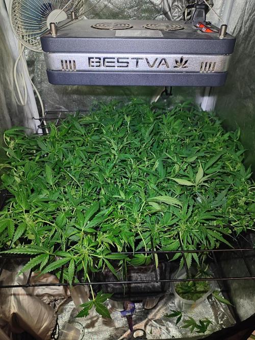 Hydro Aero French Eternity Grow Cup 2026. Week 7 - Jour 45