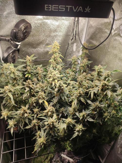 Frosted guava vs Lemon Cherry Gelato. Week 12