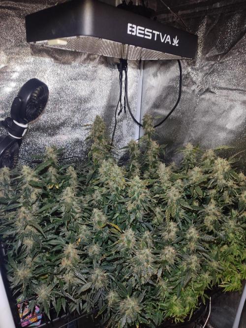 Frosted guava vs Lemon Cherry Gelato. Week 12