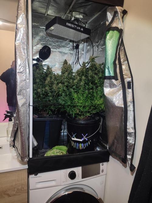 Frosted guava vs Lemon Cherry Gelato. Week 12