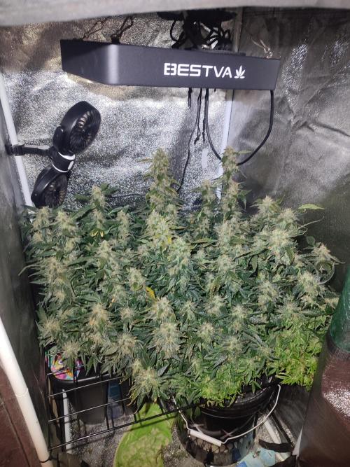 Frosted guava vs Lemon Cherry Gelato. Week 12
