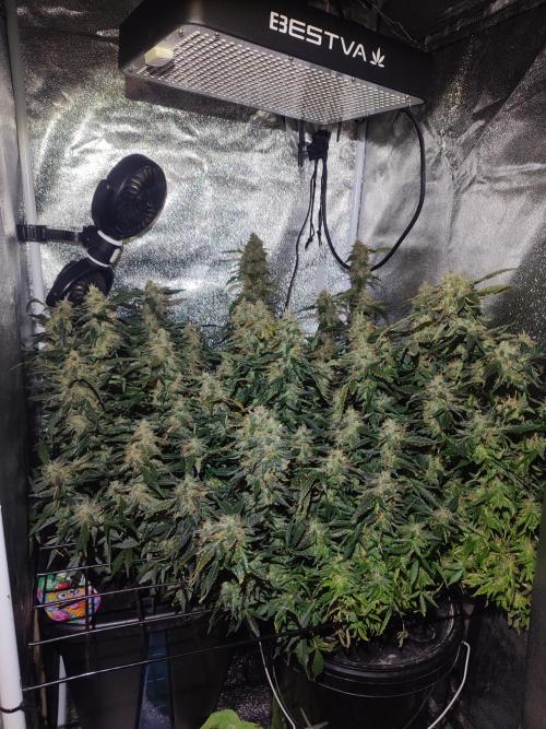 Frosted guava vs Lemon Cherry Gelato. Week 12