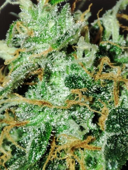 Frosted guava vs Lemon Cherry Gelato. Week 12