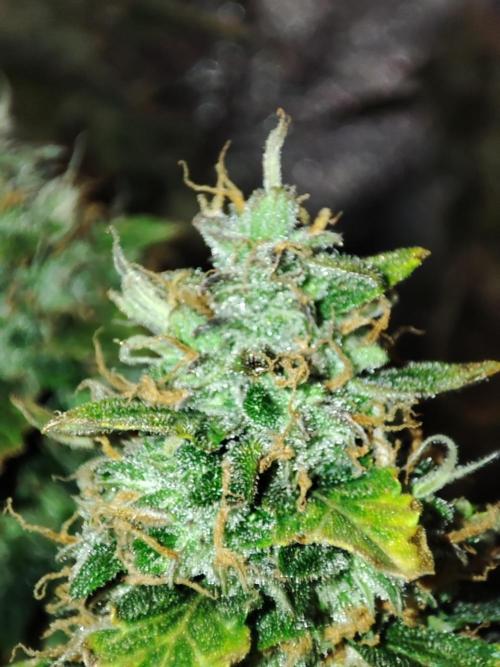 Frosted guava vs Lemon Cherry Gelato. Week 12