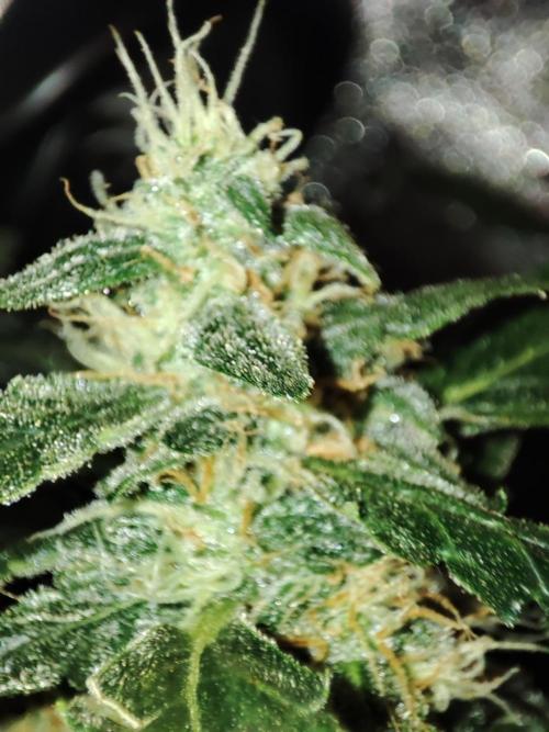 Frosted guava vs Lemon Cherry Gelato. Week 12
