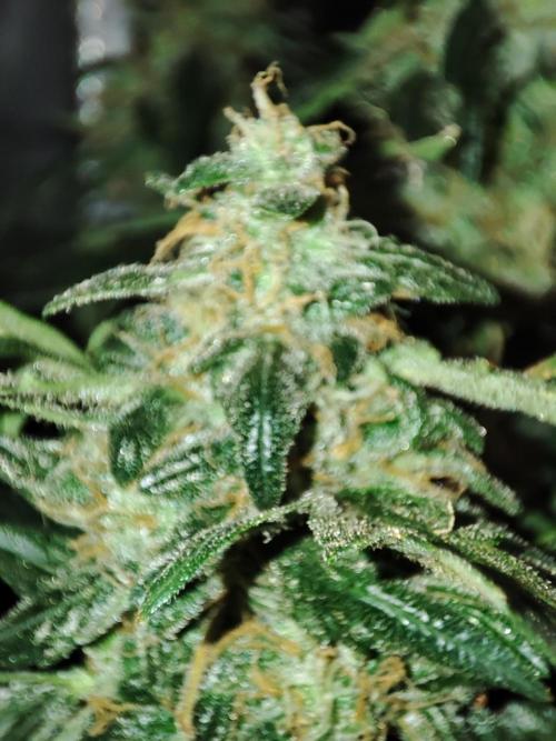 Frosted guava vs Lemon Cherry Gelato. Week 12