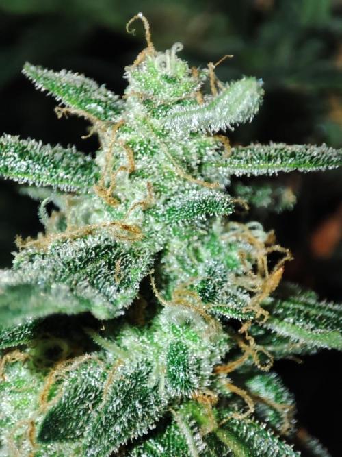Frosted guava vs Lemon Cherry Gelato. Week 12