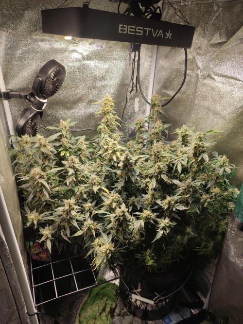 Frosted guava vs Lemon Cherry Gelato. Week 12