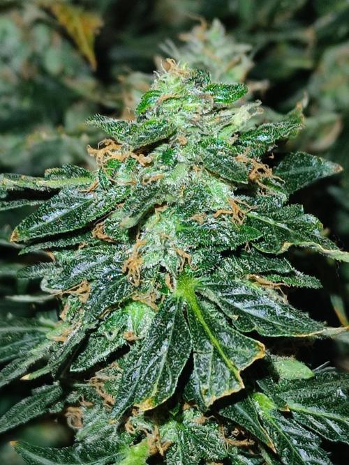 Frosted guava vs Lemon Cherry Gelato. Week 12