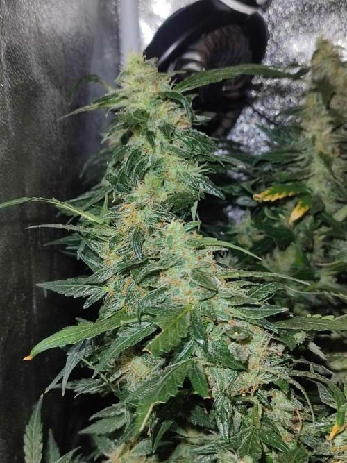 Frosted guava vs Lemon Cherry Gelato. Week 12