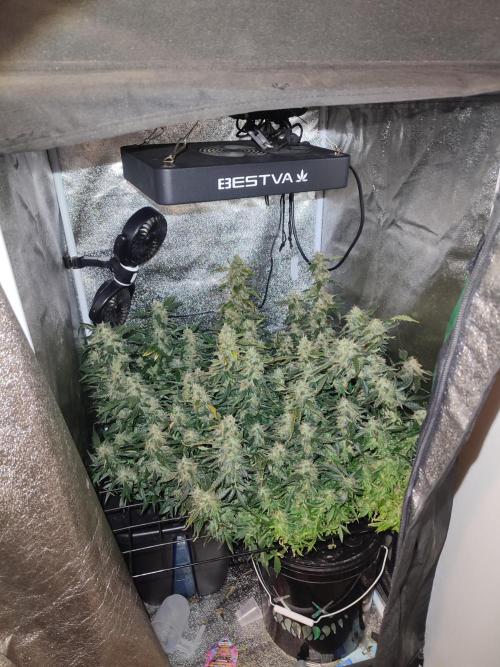 Frosted guava vs Lemon Cherry Gelato. Week 12