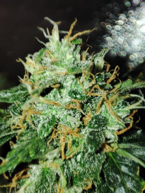 Frosted guava vs Lemon Cherry Gelato. Week 12