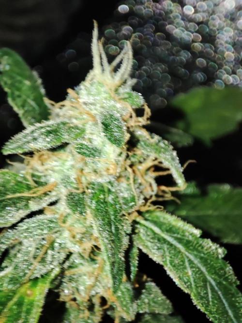 Frosted guava vs Lemon Cherry Gelato. Week 12