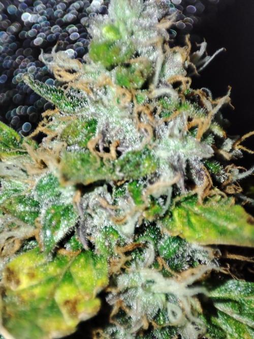 Frosted guava vs Lemon Cherry Gelato. Week 12