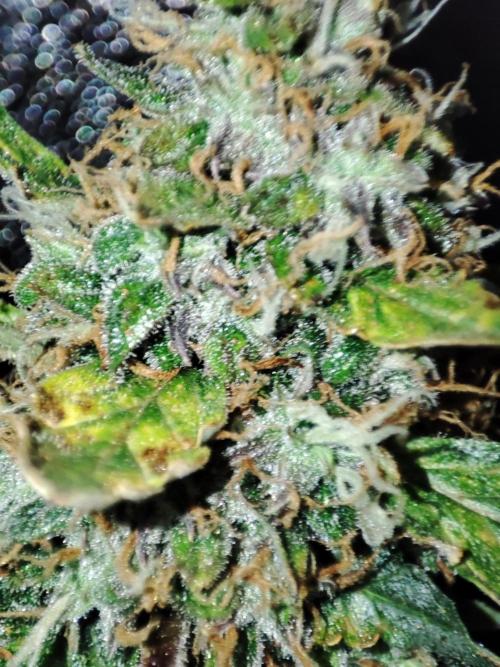 Frosted guava vs Lemon Cherry Gelato. Week 12