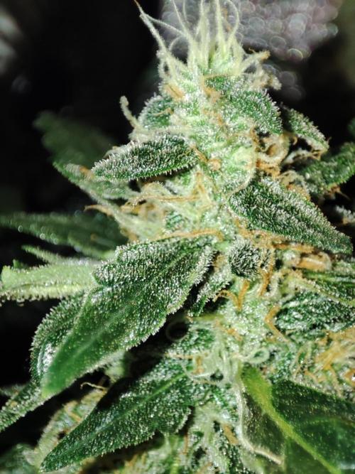 Frosted guava vs Lemon Cherry Gelato. Week 12
