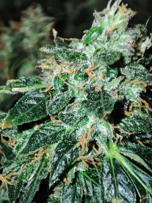 Frosted guava vs Lemon Cherry Gelato. Week 12