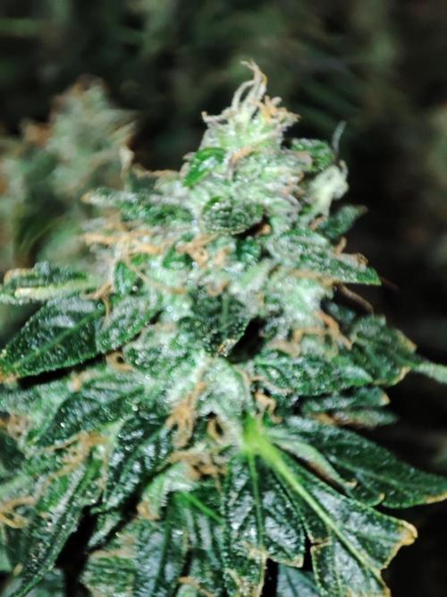 Frosted guava vs Lemon Cherry Gelato. Week 12