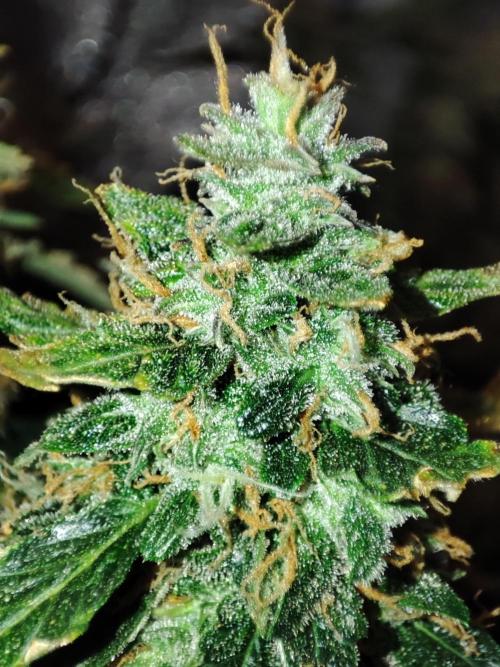 Frosted guava vs Lemon Cherry Gelato. Week 12
