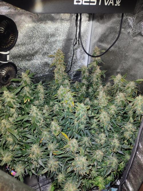 Frosted guava vs Lemon Cherry Gelato. Week 12